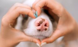 muso di cane e mani a cuore