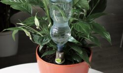 irrigazione piante in vaso