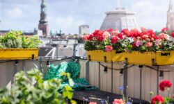 Il geranio protagonista sui terrazzi