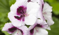 Pelagornium Graziosa Royal White