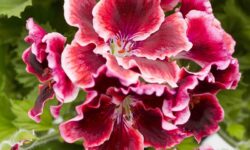 Pelargonium Aristo Red Beauty