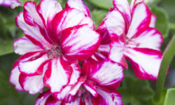 Pelargonium Lollipop Purple