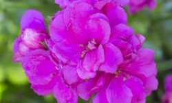 Pelargonium Royal Blue