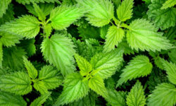 Ortica Cifo Tris Bio