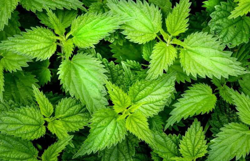 Ortica Cifo Tris Bio