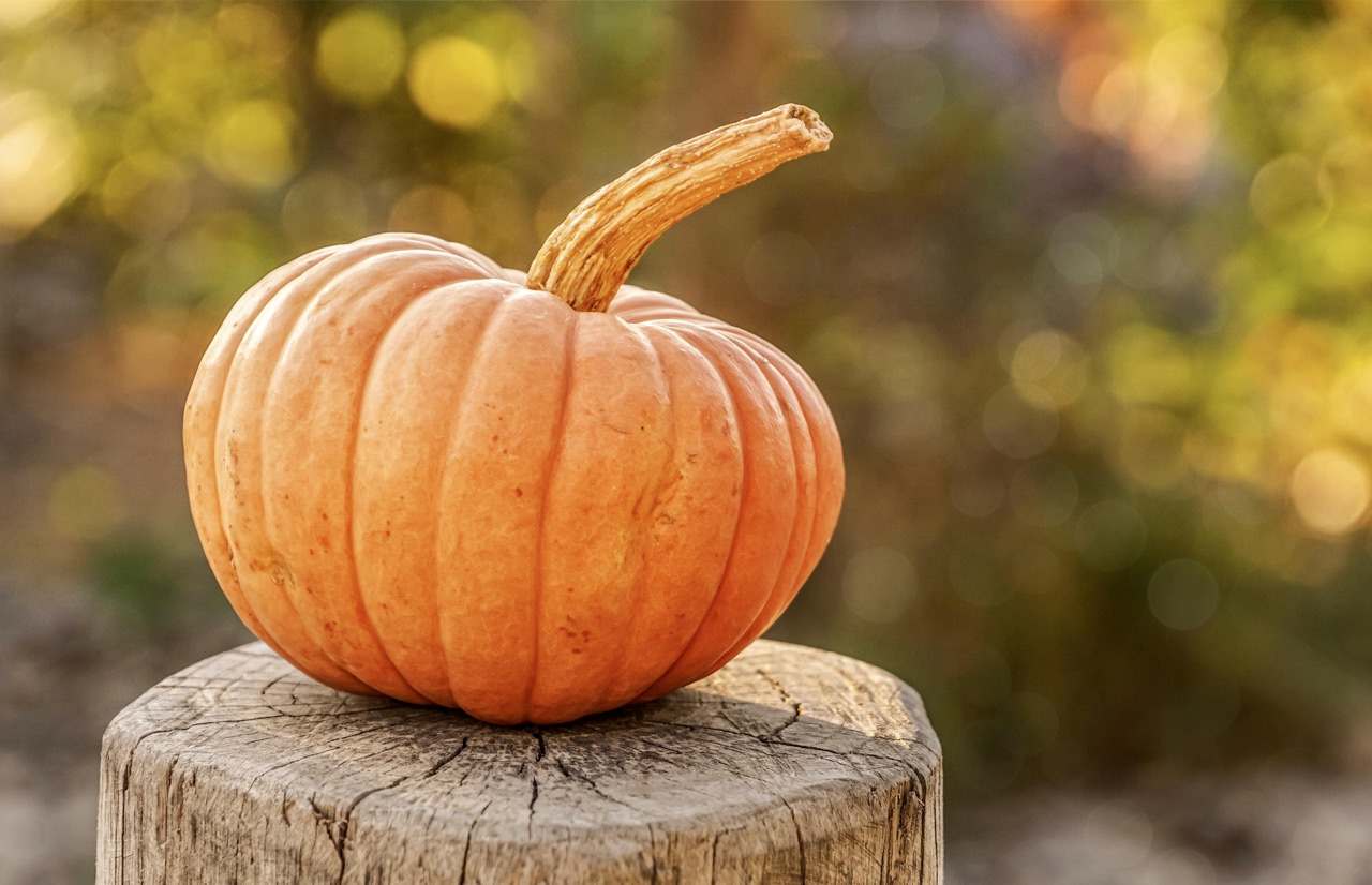 Halloween Intagliare Zucca