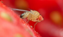 Drosophila Suzukii