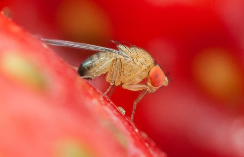 Drosophila Suzukii