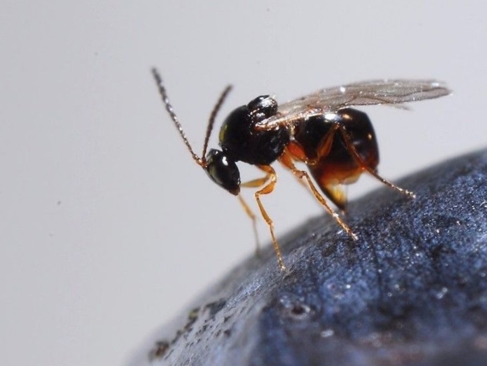 Lotta ai parassiti - Ganaspis Brasiliensis