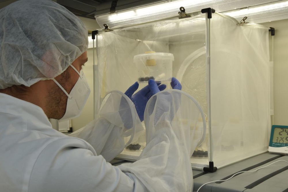 Lotta ai parassiti - Allevamento di Ganaspis alla Fondazione Mach