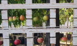 Conserva Della Neve 2022 Roma