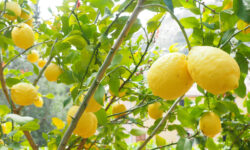 Limone Pianta