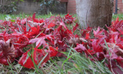 Foglie Oro Eindhoven