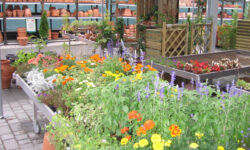 TEN Speciale Garden 2022