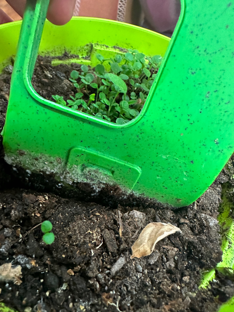 IGreen Cover per IPhone