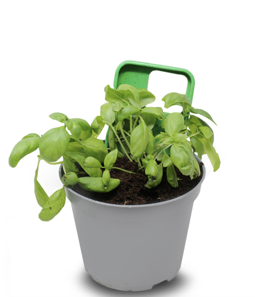 IGreen Cover per IPhone