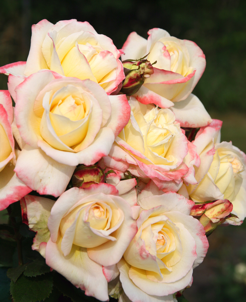 Rose Grandifiori Kordes