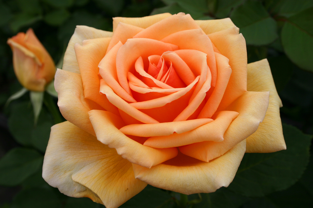 Rose Grandifiori Meilland