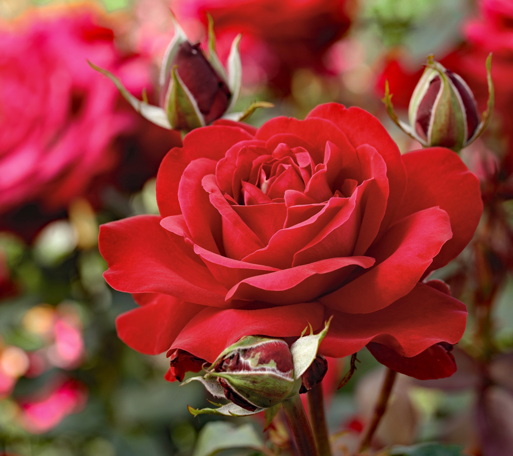 Rose Grandifiori Tantau