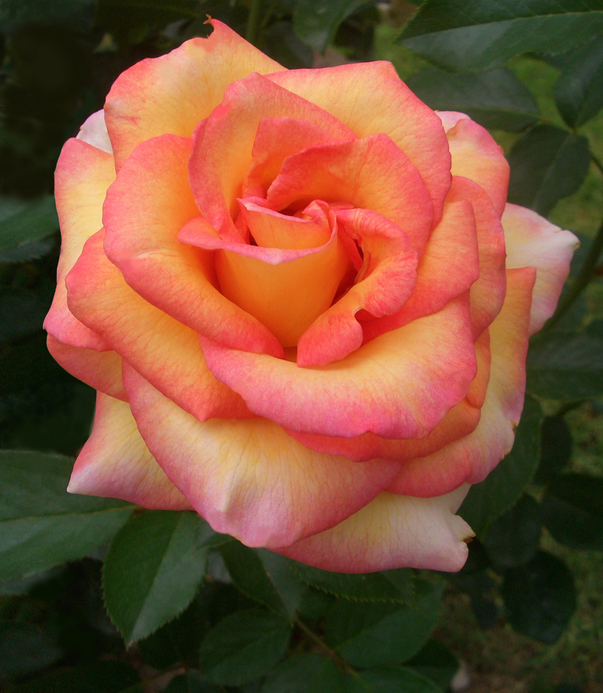 Rose Profumate