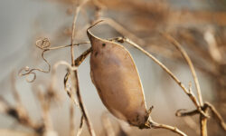 Moco Delle Valli Della Bormida