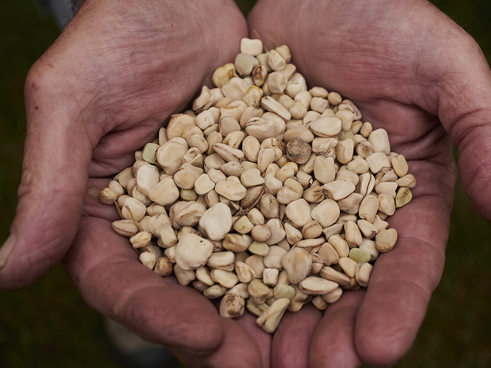 Moco delle Valli della Bormida - I Semi