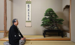 CRESPI Raduno Bonsai Suiseki 2023