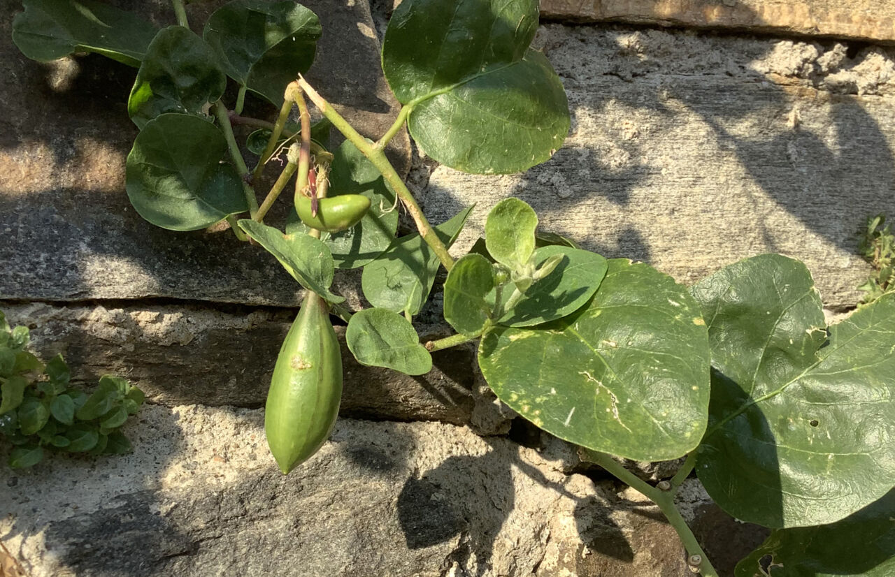 Capperi Cucuncio