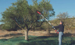abbacchiatore per la raccolta delle olive