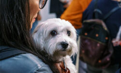 piccolo cane in braccio a una donna
