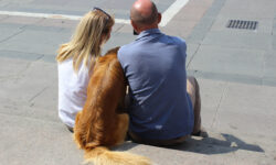 un cane, golden retriever, in famiglia