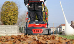 arieggiatore Valex sulle foglie secche