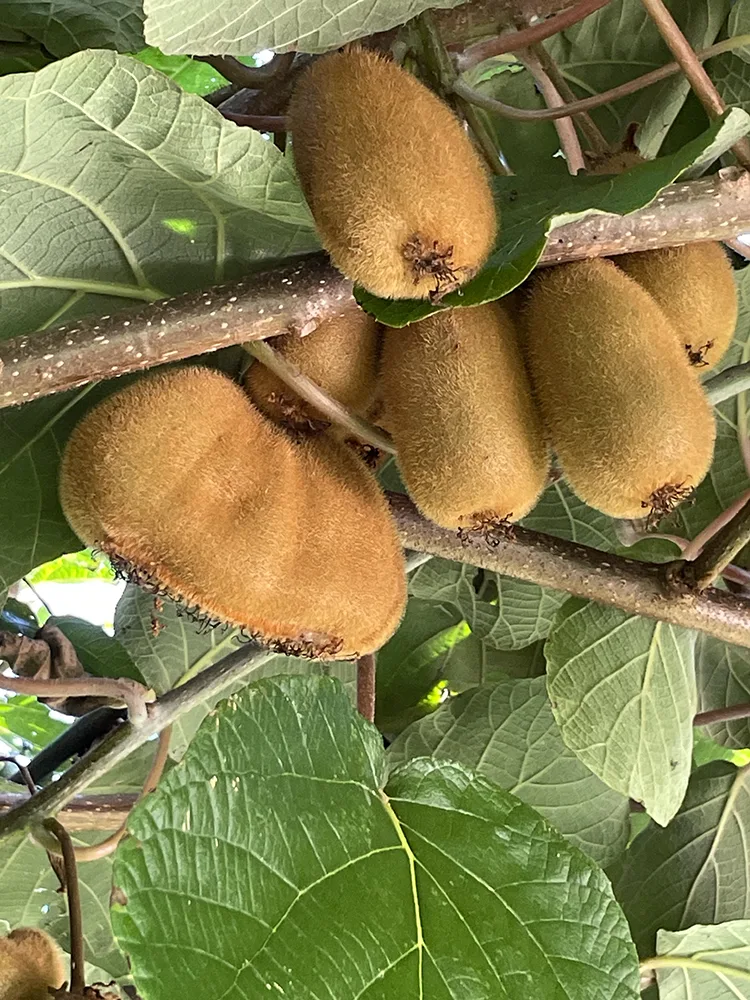 PIANTA DI KIWI