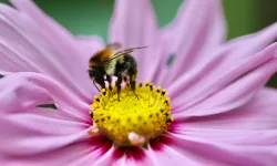 ape per impollinazione