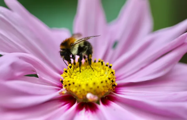 ape per impollinazione