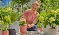 irrigazione a goccia per le piante in vaso