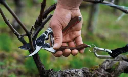 forbici da potatura Elite di Felco