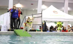 cane addestrato salta in piscina