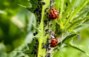 coccinelle a caccia di afidi