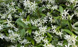 siepe di falso gelsomino