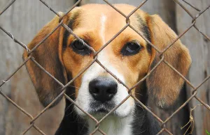 cane triste in canile