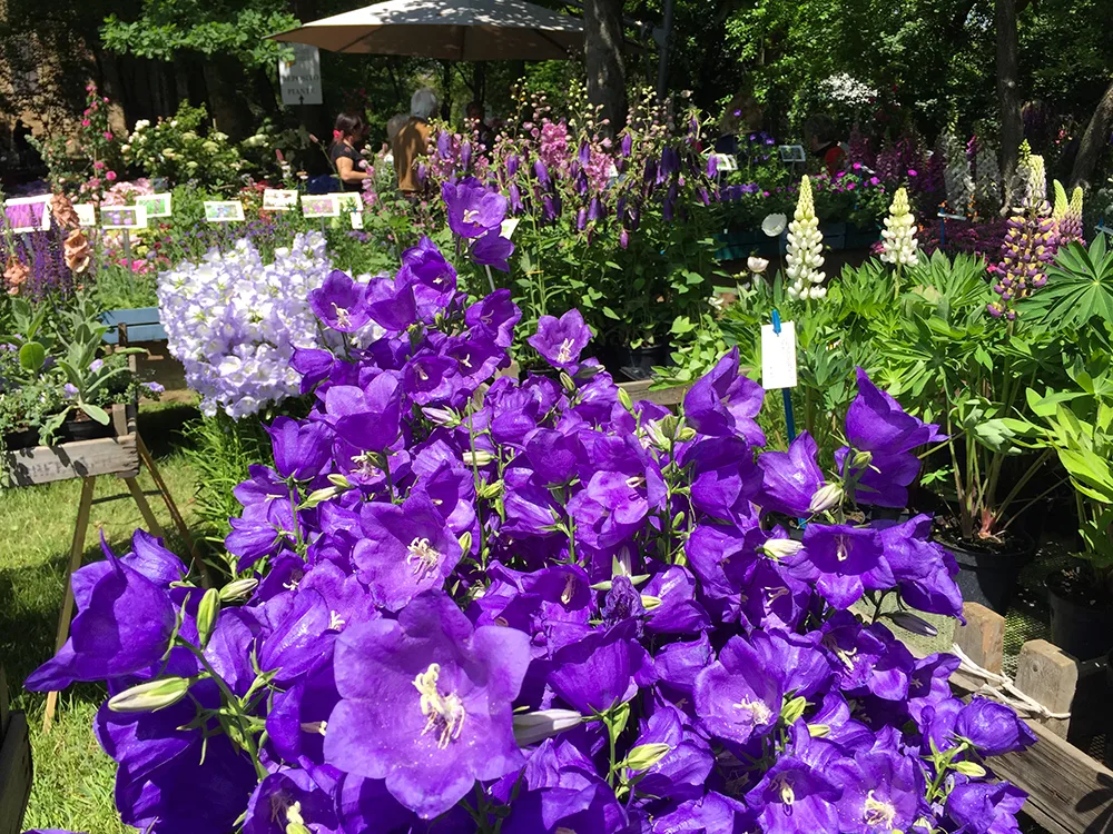 I Frutti del-Castello al Castello di Paderna