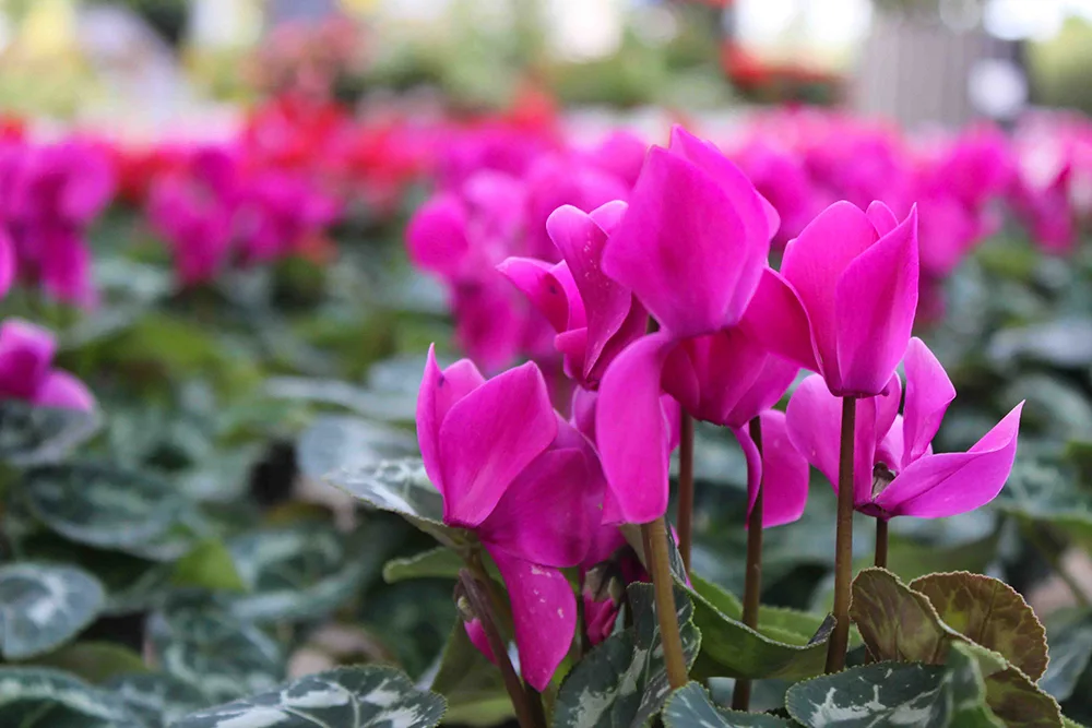 Il ciclamino rosa di AICG per il Garden Festival d'autunno 2025