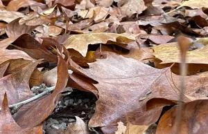 foglie secche in autunno
