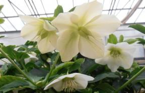 Fiore PAPA Francesco-a