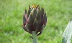 Carciofo nel campo