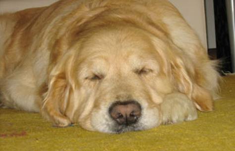 cane