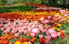 messertulipano2013ok-a