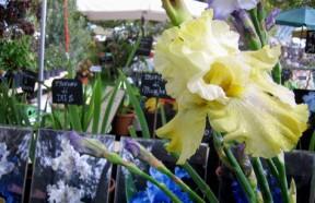 orticolario2010-verdecolori-a