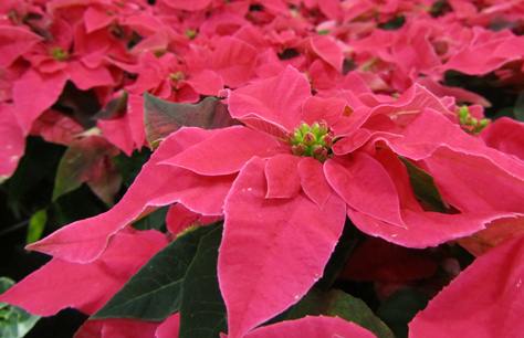 Stella Di Natale Pianta Cure.Come Si Cresce La Stella Di Natale In Casa Bricoliamo